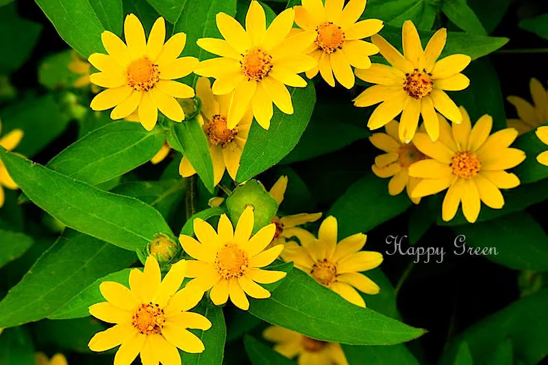 Butter Daisy - 30 seeds (Melampodium Paludosum)