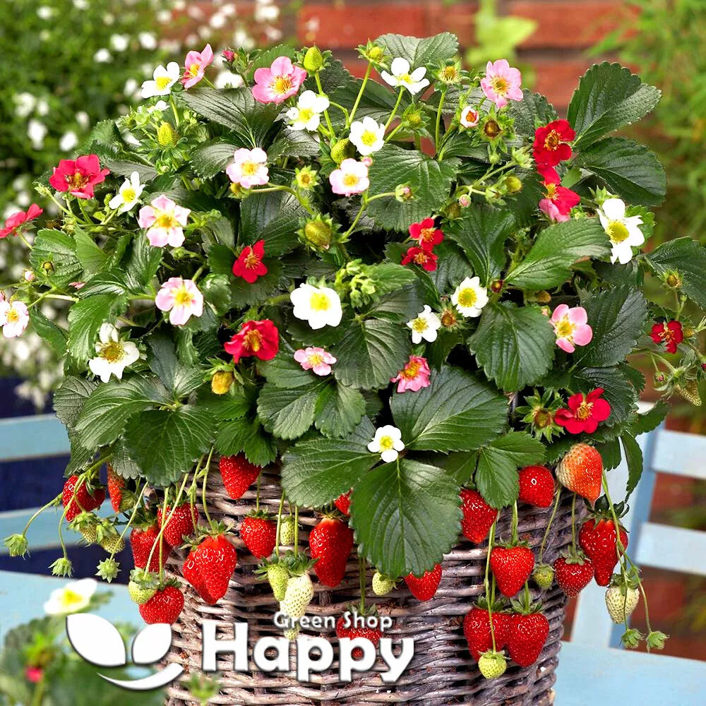 Trailing Strawberry 'Rainbow Treasure' - 5 seeds (Fragaria Ananassa)