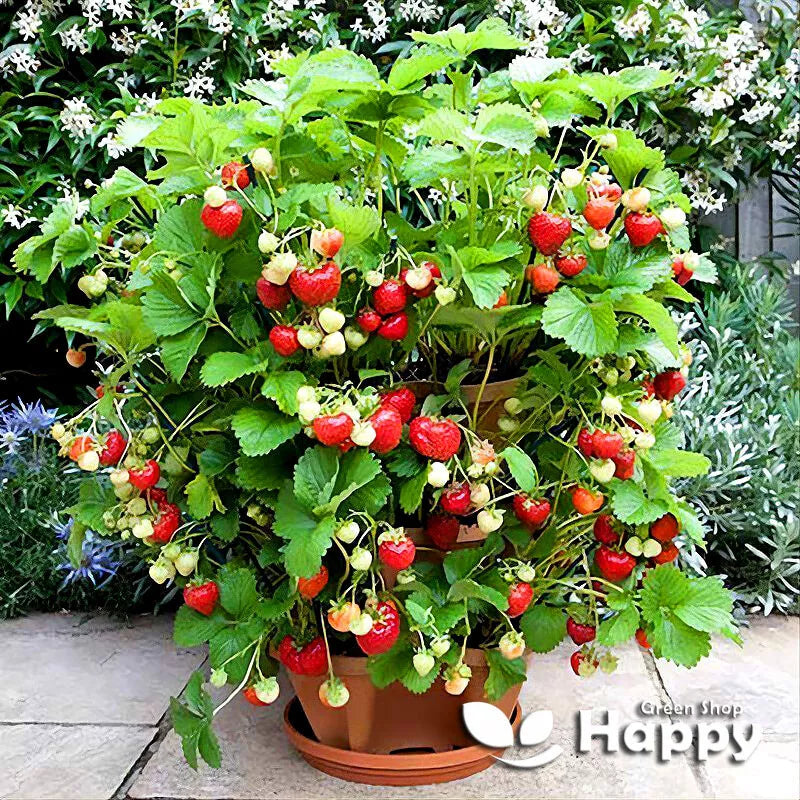 Trailing Strawberry 'Rainbow Treasure' - 5 seeds (Fragaria Ananassa)