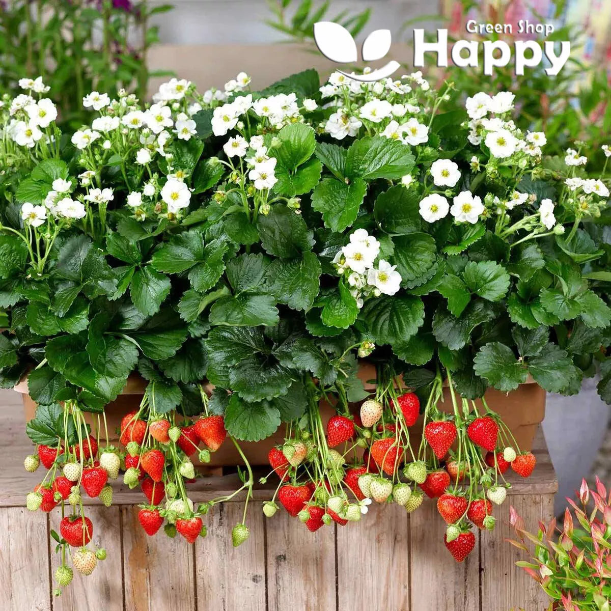 Trailing Strawberry 'Rainbow Treasure' - 5 seeds (Fragaria Ananassa)