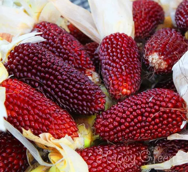 Corn 'Strawberry' popping - 85 seeds (Zea japonica)