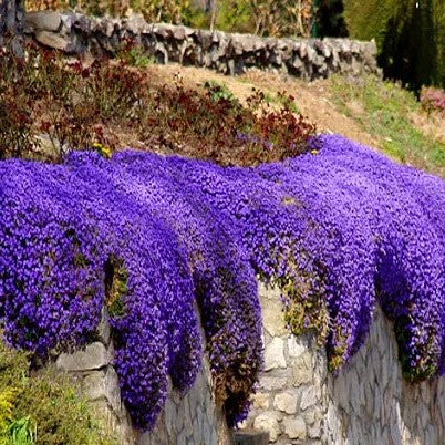 Rock Cress Cascade Blue - 300 seeds (Aubrieta cultorum)