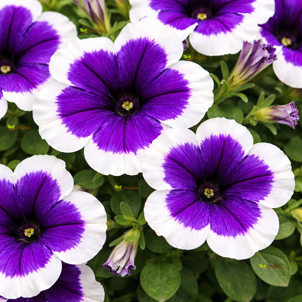Petunia ‘Multiflora F1 Blue Picotee’ – 60 Seeds (Petunia × hybrida)