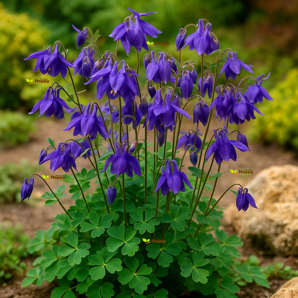 Alpine Columbine Blue - 200 seeds (Aquilegia alpina)