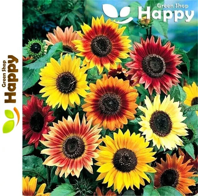 Sunflower tall 'Summer beauty' mixed - 100 seeds (Helianthus annuus)