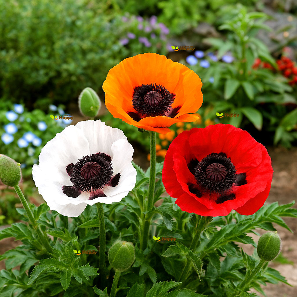 Oriental Poppy mix - 1200 seeds (Papaver orientale)