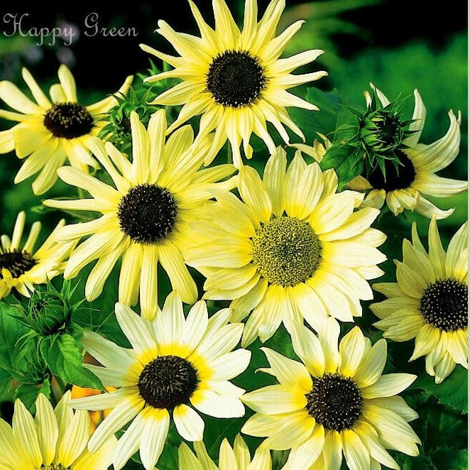 Beach sunflower 'Vanilla ice' - 60 seeds (Helianthus debilis)