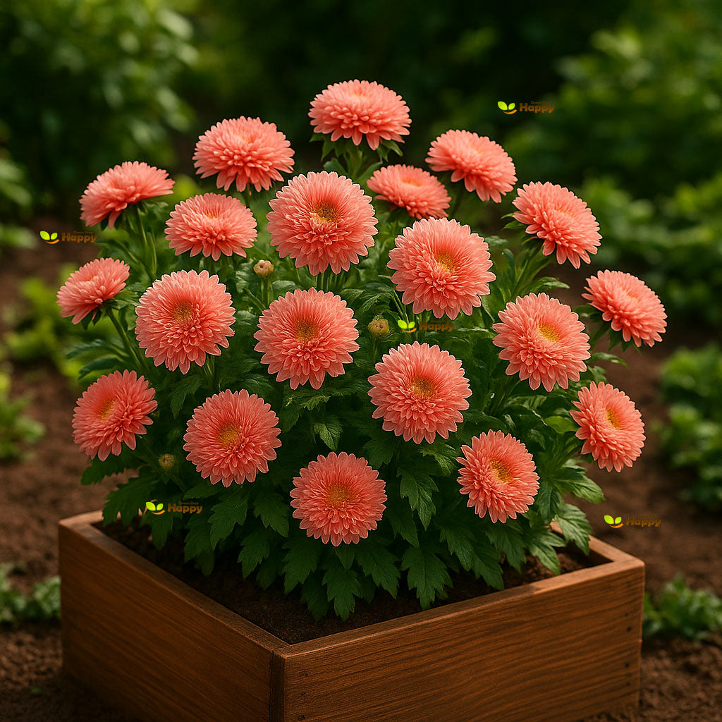 Dwarf Aster "Thousand Wonders Salmon Rose" - 150 seeds (Callistephus Chinensis)
