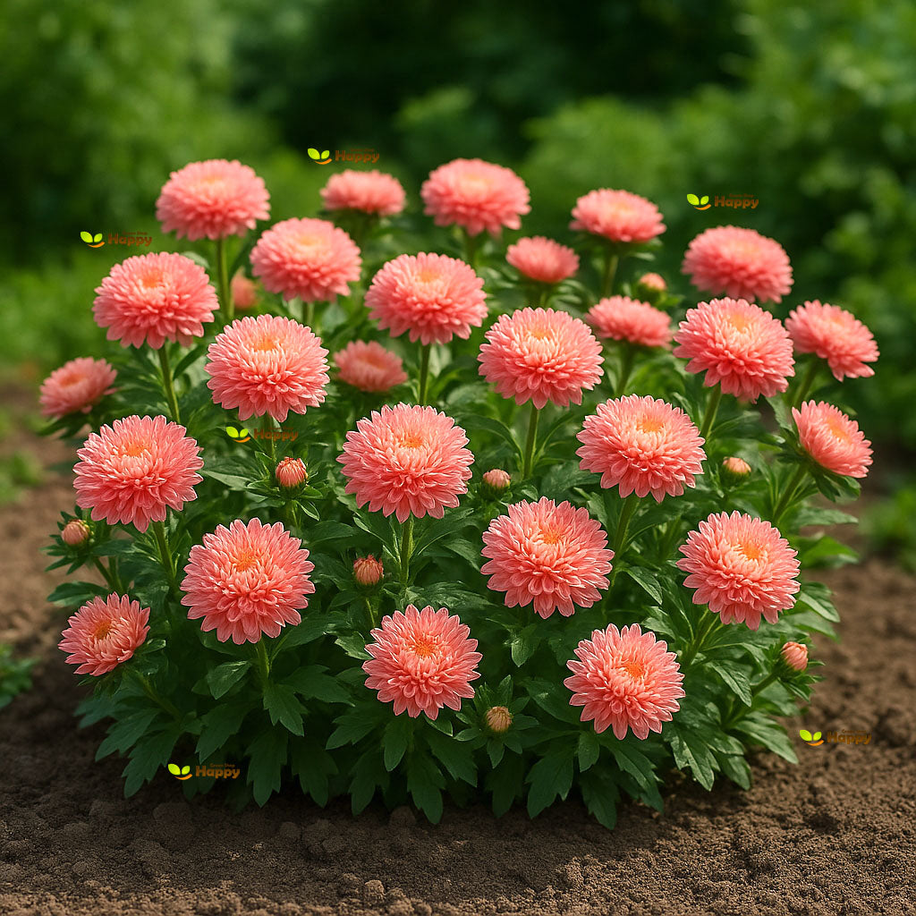 Dwarf Aster "Thousand Wonders Salmon Rose" - 150 seeds (Callistephus Chinensis)