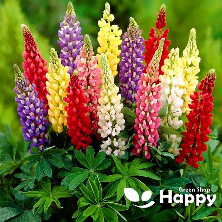 Russell Lupine `Minarette Dwarf` mix - 60 seeds (Lupinus Polyphyllus)