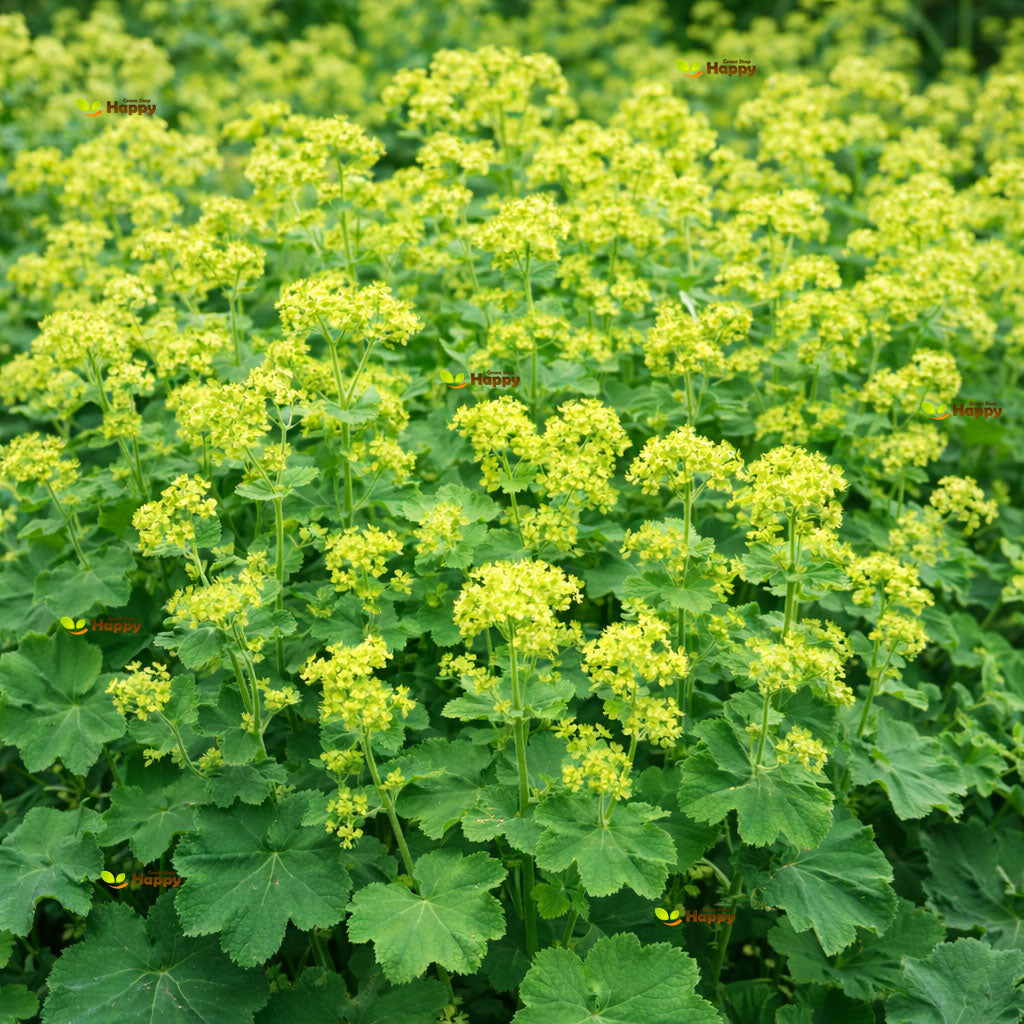 Lady's Mantle - 250 seeds (Alchemilla mollis)
