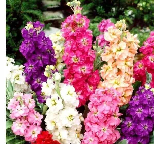 Dwarf Stock Brompton Winter - 300 seeds (Matthiola Incana)