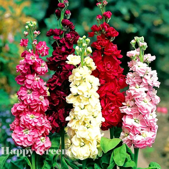 Dwarf Stock Brompton Winter - 300 seeds (Matthiola Incana)