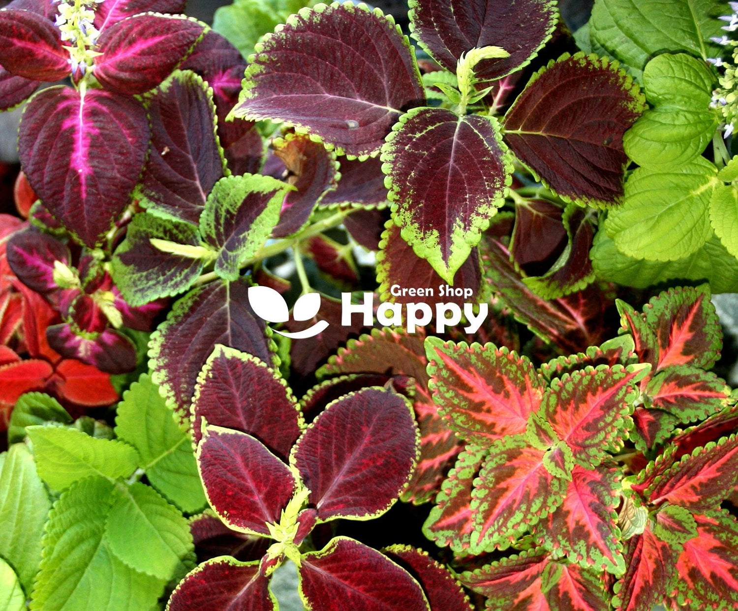 Coleus 'Rainbow' mixed - 300 seeds (Coleus hybridus)