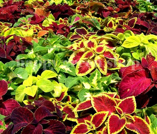 Coleus 'Rainbow' mixed - 300 seeds (Coleus hybridus)