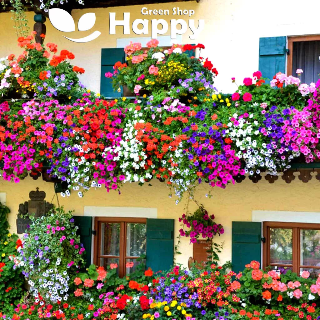Balcony Flower mix - 0.5g seeds Lobelia Petunia Marigold Busy Lizzie Snapdragon