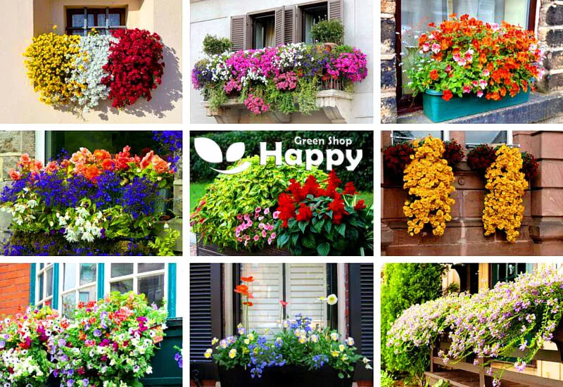 Balcony Flower mix - 0.5g seeds Lobelia Petunia Marigold Busy Lizzie Snapdragon