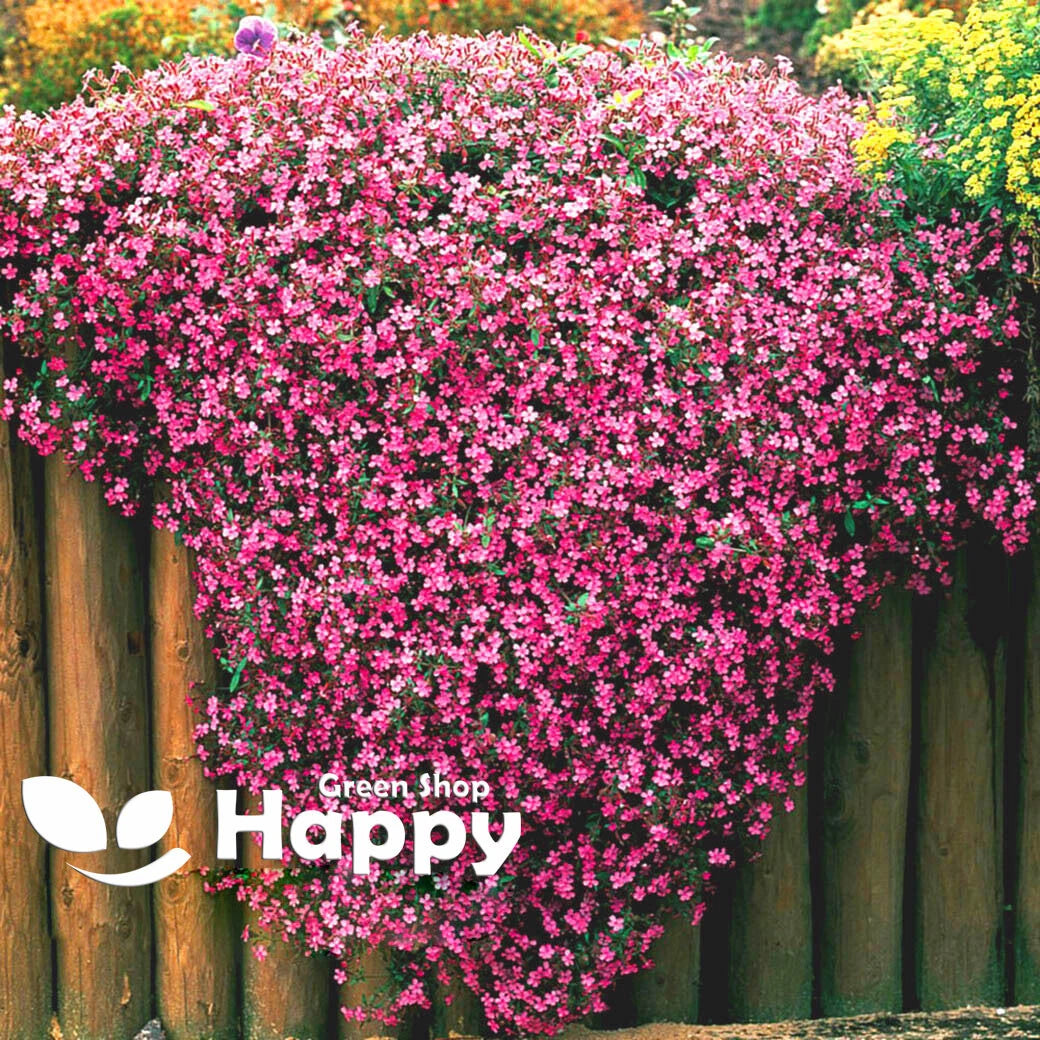 Soapwort - 800 seeds (Saponaria ocymoides)
