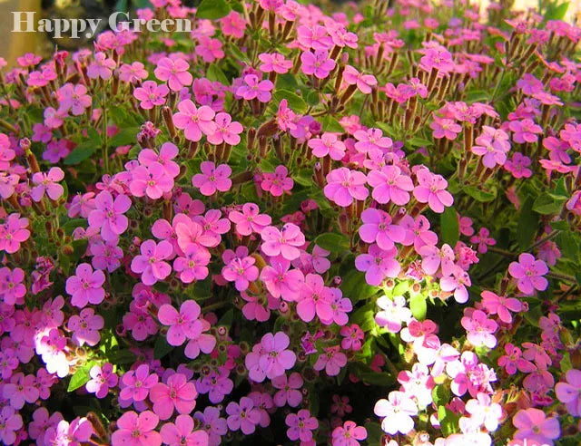 Soapwort - 800 seeds (Saponaria ocymoides)