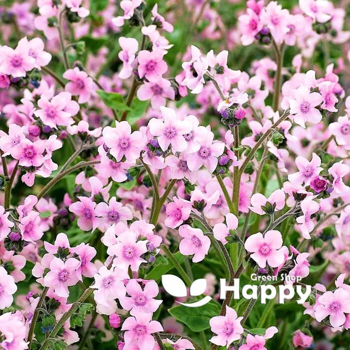 Chinese Forget me not 'Mystic' pink - 200 seeds (Cynoglossum Amabile)