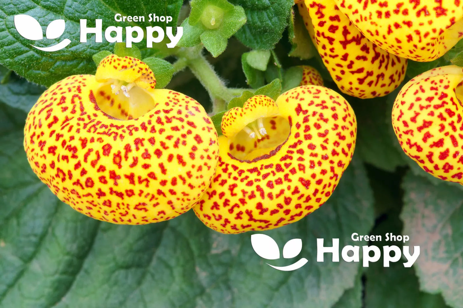 Pocketbook Plant Mix - 200 seeds (Calceolaria herbeohybrida)