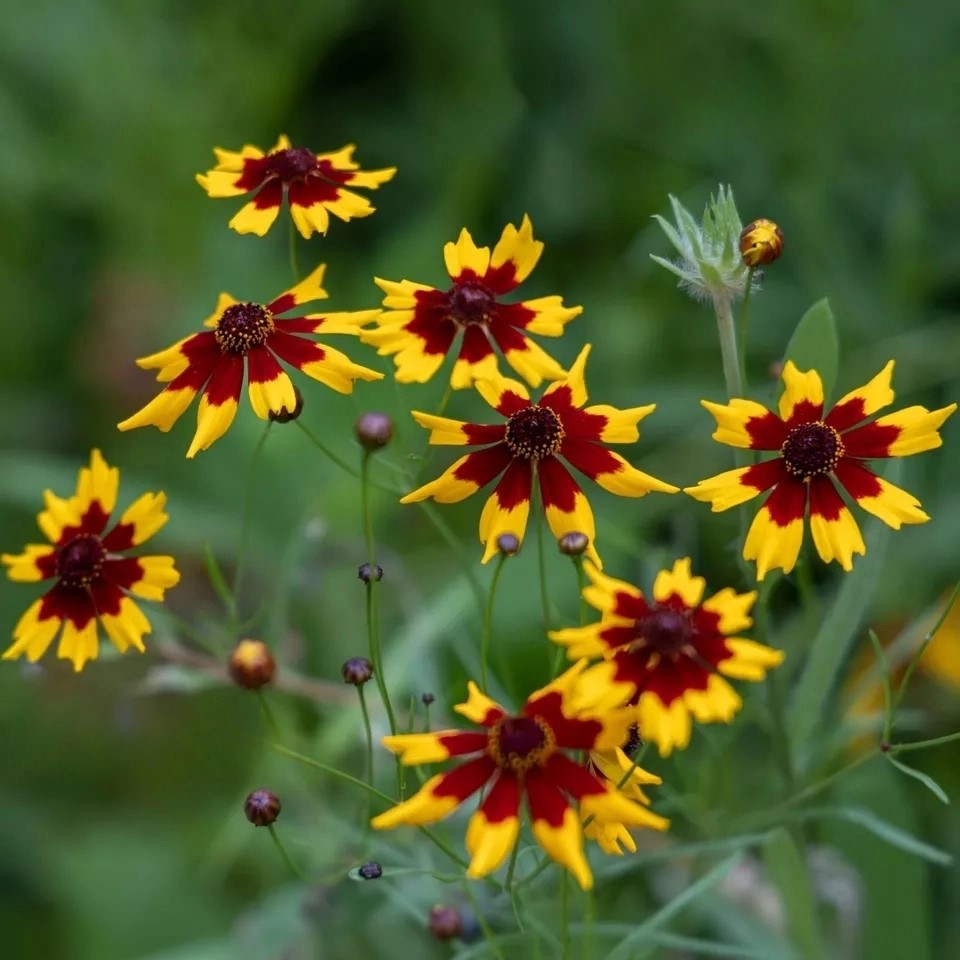 Golden-Crown Coreopsis - 1000 seeds (Coreopsis Basalis)