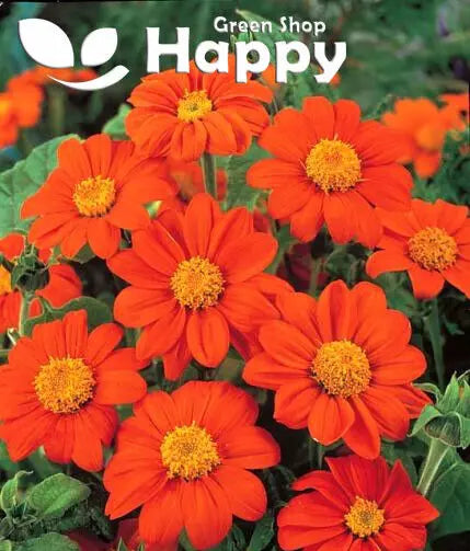 Mexican Sunflower Mix - 120 seeds (Tithonia Speciosa)
