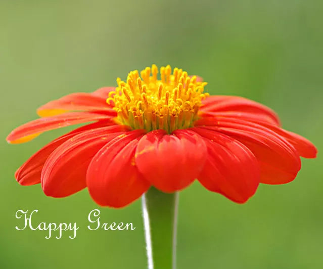Mexican Sunflower Mix - 120 seeds (Tithonia Speciosa)
