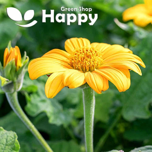 Mexican Sunflower Mix - 120 seeds (Tithonia Speciosa)