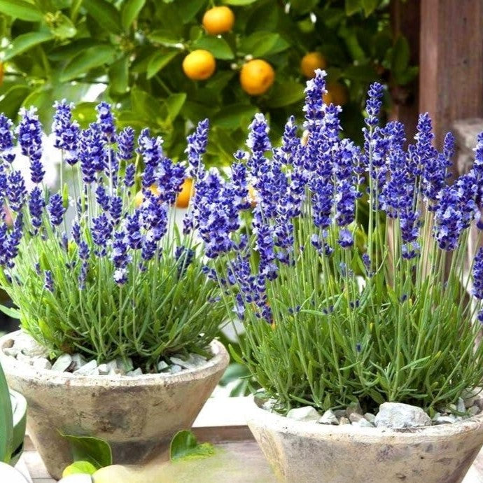 Lavender 'Hidcote' blue - 150 seeds (Lavandula Angustifolia)