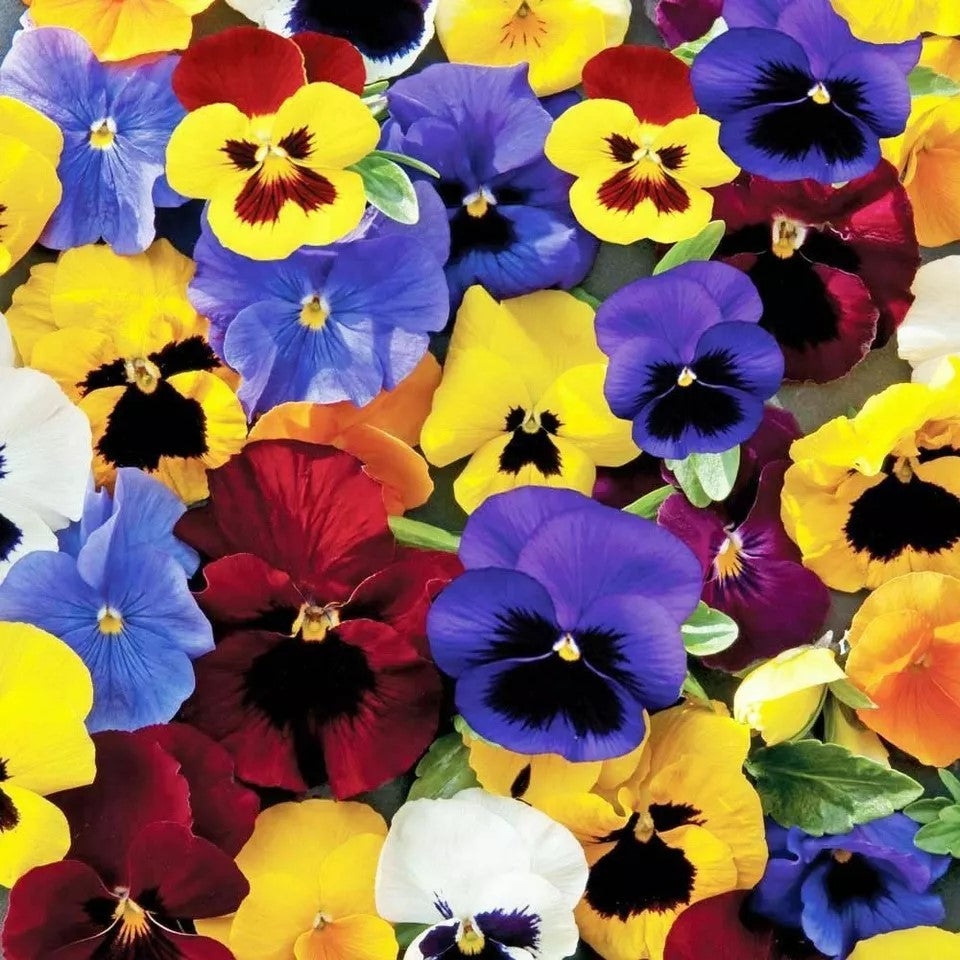 Pansy winter flowering - 150 seeds (Viola hiemalis)