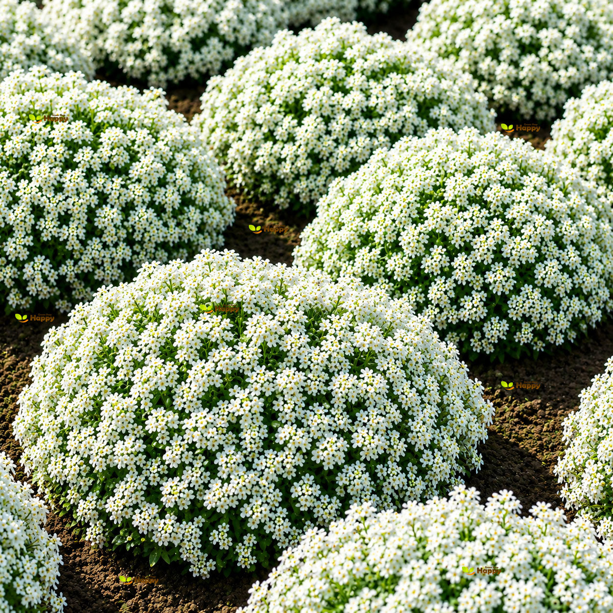 Sweet Alyssum White 'Snowcloth' - 2500 seeds (Lobularia maritima)