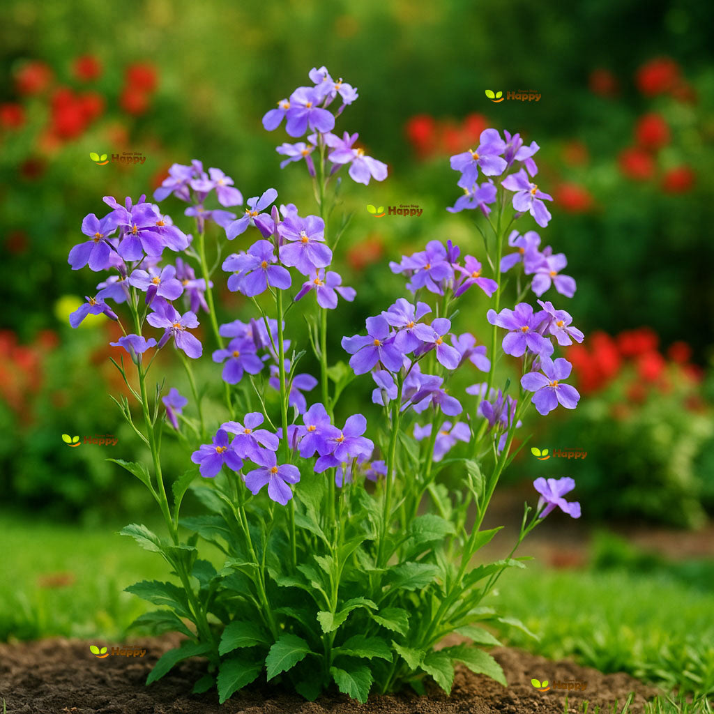 February Orchid - 400 seeds (Orychophragmus Violaceus)