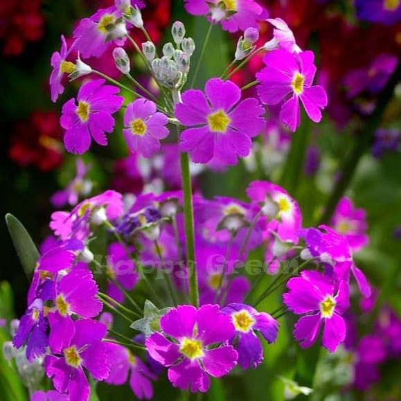 Fairy Primrose Mix - 200 seeds (Primula Malacoides)