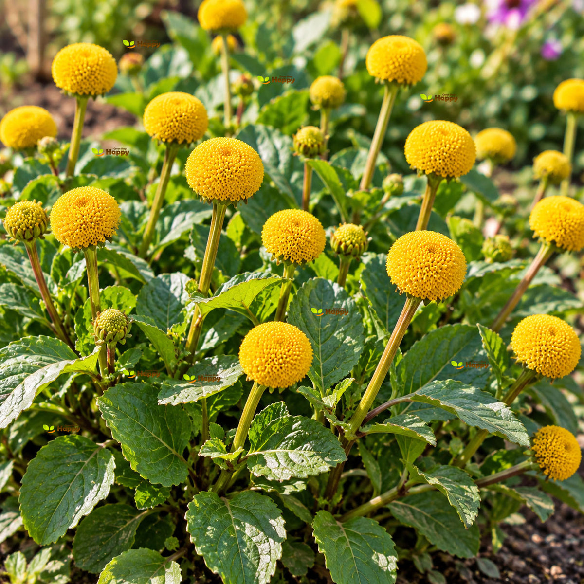 Toothache plant - 550 seeds (Spilanthes Oleracea)
