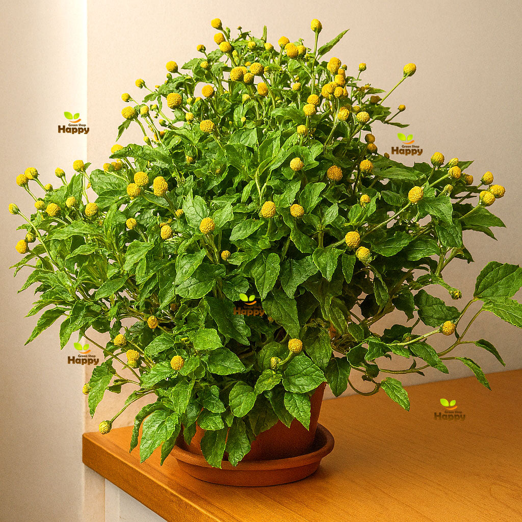Toothache plant - 400 seeds (Spilanthes Oleracea)
