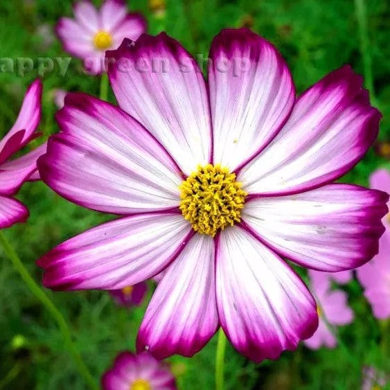 Garden Cosmos 'Picotee' - 300 seeds (Cosmos Bipinnatus)