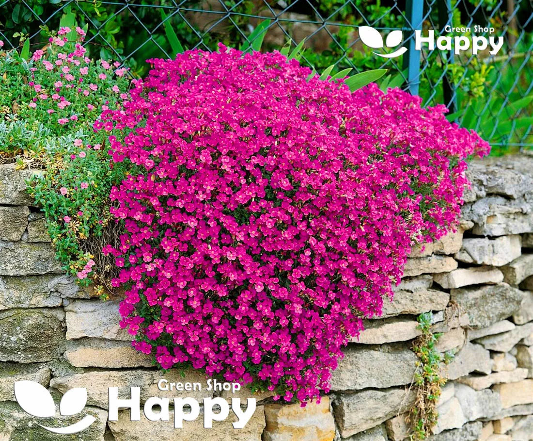 Rock Cress Red - 300 seeds (Aubrieta Cultorum)
