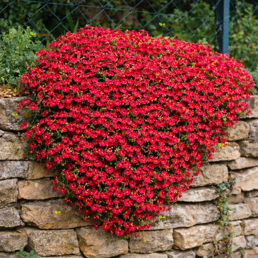 Rock Cress Red - 300 seeds (Aubrieta Cultorum)