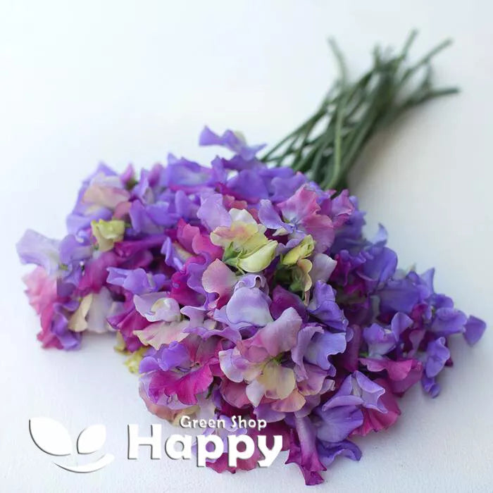 Sweet Pea Enchante - 10 seeds (Lathyrus Odoratus)