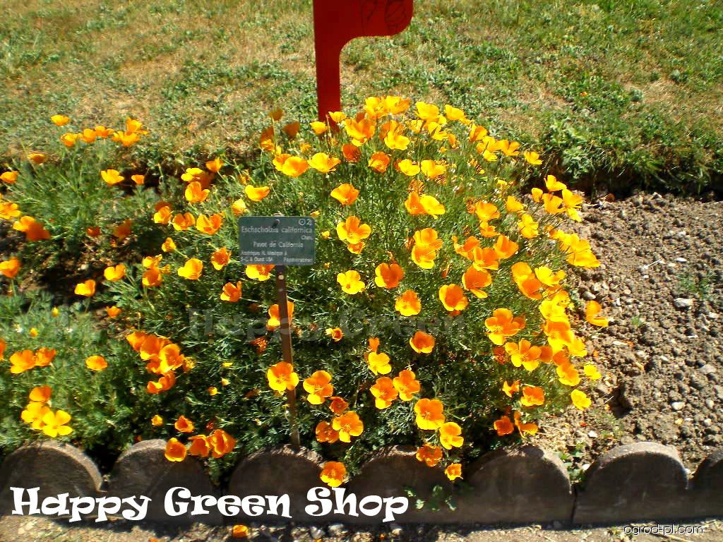 California poppy 'Golden west' - 2500 seeds (Eschscholzia californica)