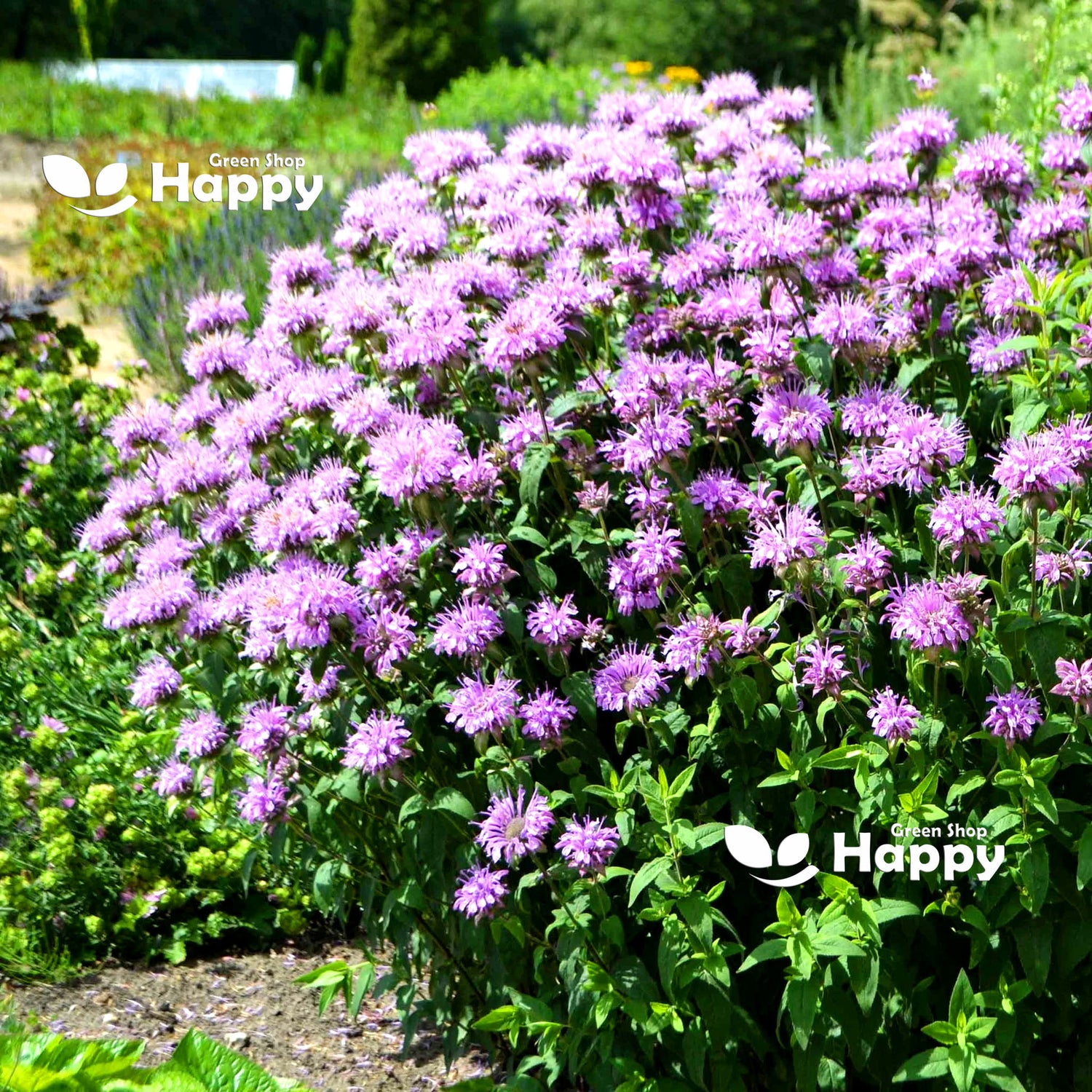 Wild Bergamot - 1300 seeds (Monarda Fistulosa)