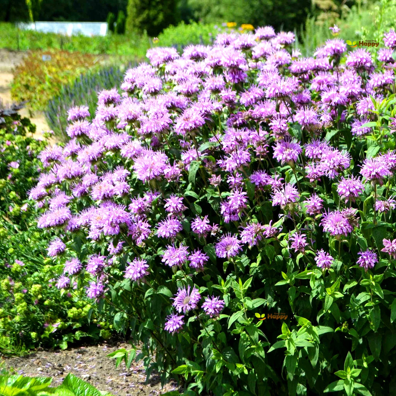 Wild Bergamot - 1000 seeds (Monarda Fistulosa)