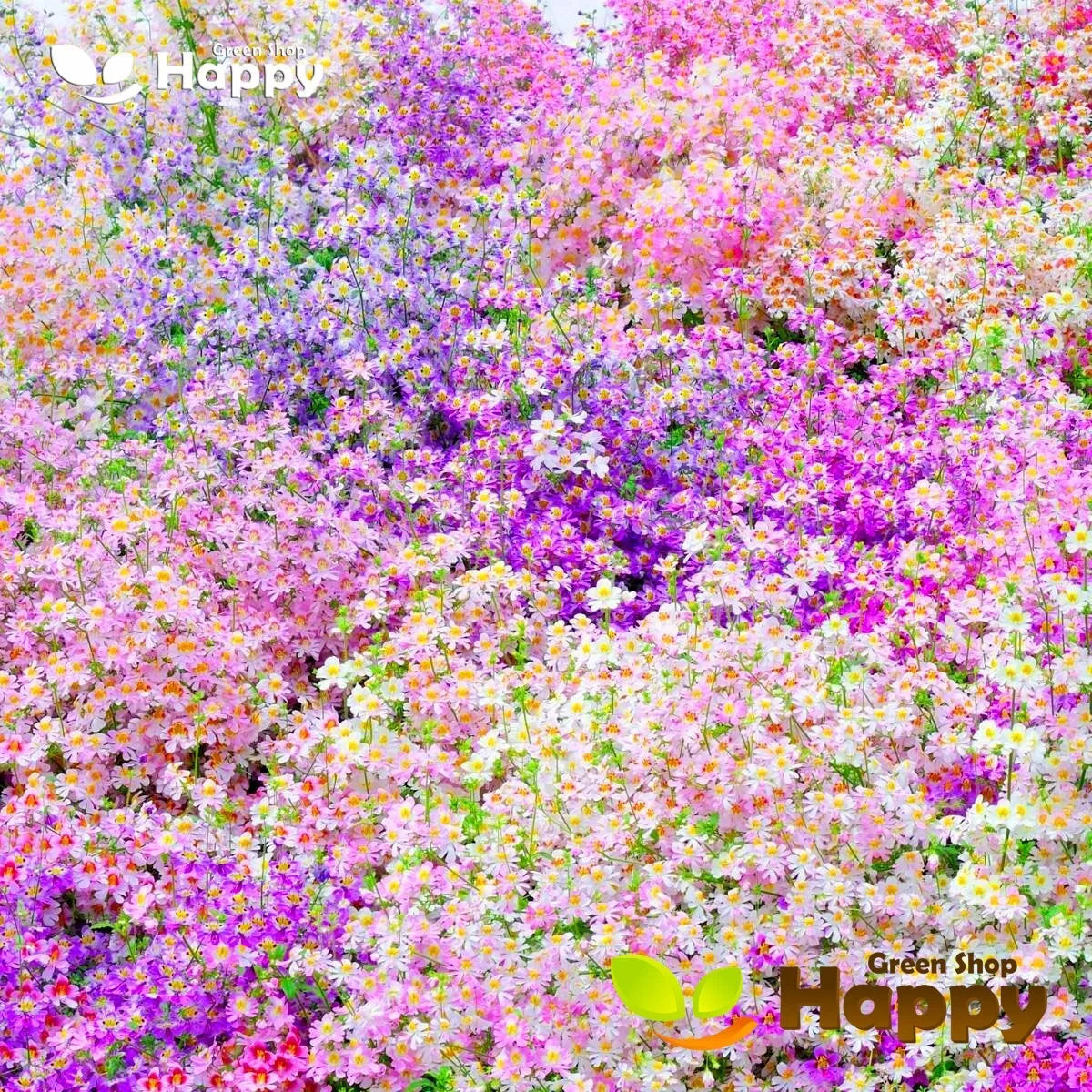 Angel Wings 'Dr Badger's' hybrids mix - 1000 seeds (Schizanthus wisetonensis)