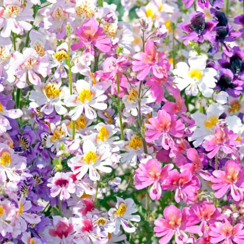 Angel Wings 'Dr Badger's' hybrids mix - 1000 seeds (Schizanthus wisetonensis)