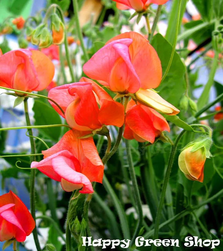 Sweet Pea 'Prince of Orange' - 25 seeds (Lathyrus odoratus)