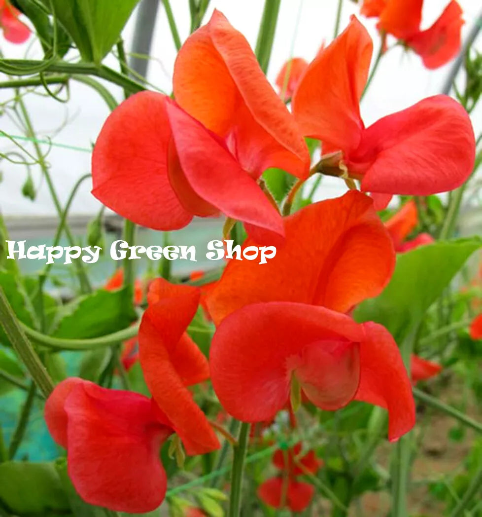 Sweet Pea 'Prince of Orange' - 25 seeds (Lathyrus odoratus)