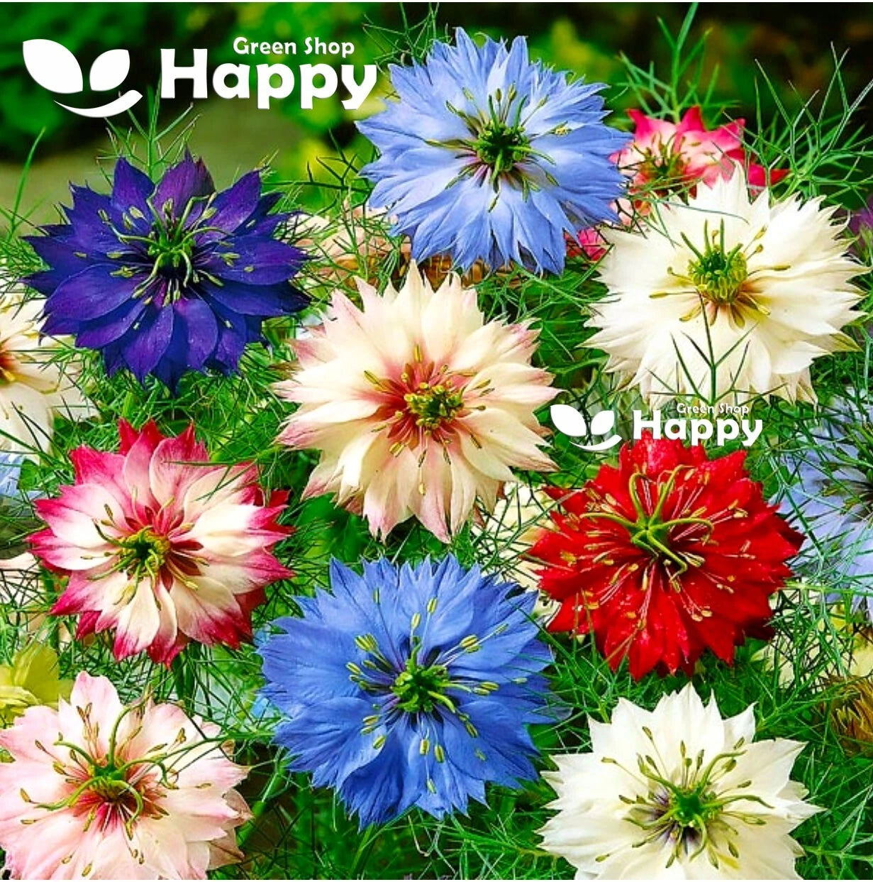 Aster tall Rainbow single mix - 450 seeds (Callistephus chinensis)