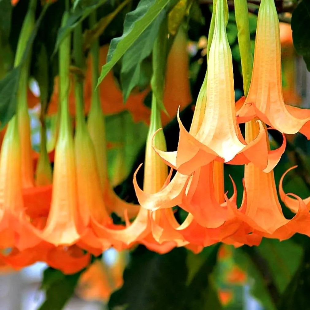 Angel's Trumpet - double orange - 6 seeds (Datura brugmansia)