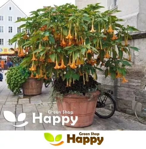 Angel's Trumpet - double orange - 6 seeds (Datura brugmansia)
